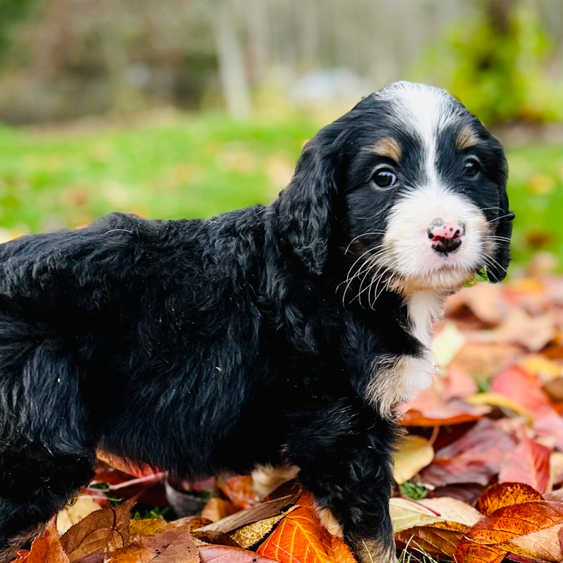 Tricolor Bernedoodle puppy for sale