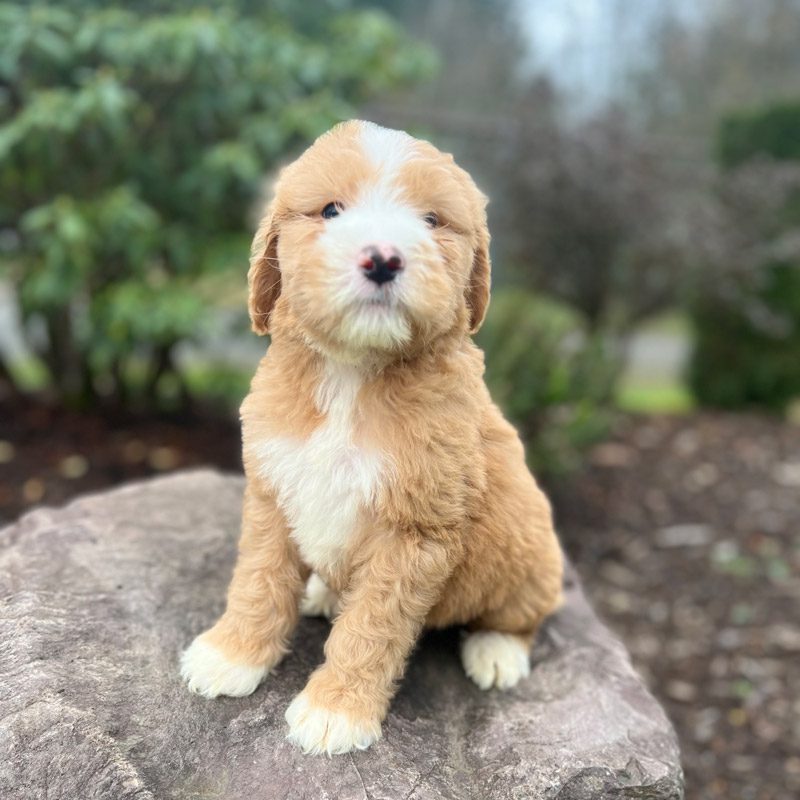 Golden Mountain Doodle Puppies for sale | Arlington, WA
