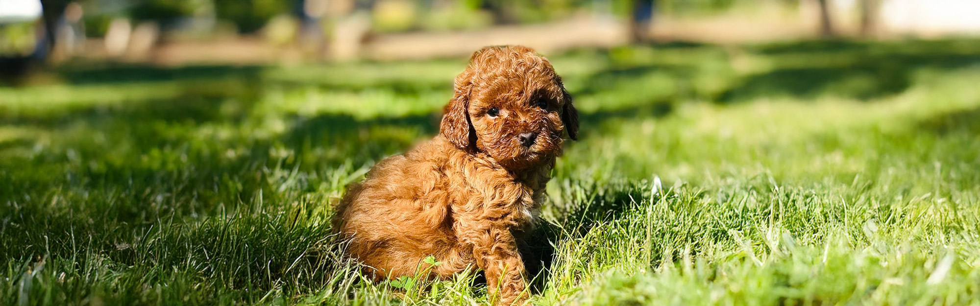 Toy Cavapoo puppies for sale | Arlington, WA