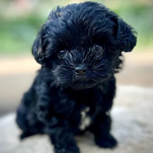 All BlackToy Cavapoo puppies for sale | Golden Vista Dogs | Arlington, WA
