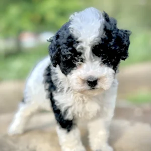 White and black Toy Cavapoo puppies for sale | Golden Vista Dogs | Arlington, WA