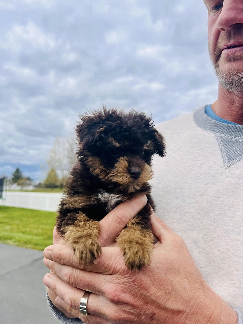 Golden Vista Dogs LLC | Puppies for Sale in Arlington, WA